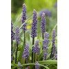 Liriope spicata | Liriope spicata
