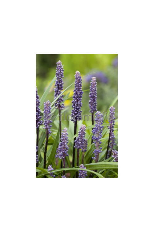 Liriope spicata | Liriope spicata