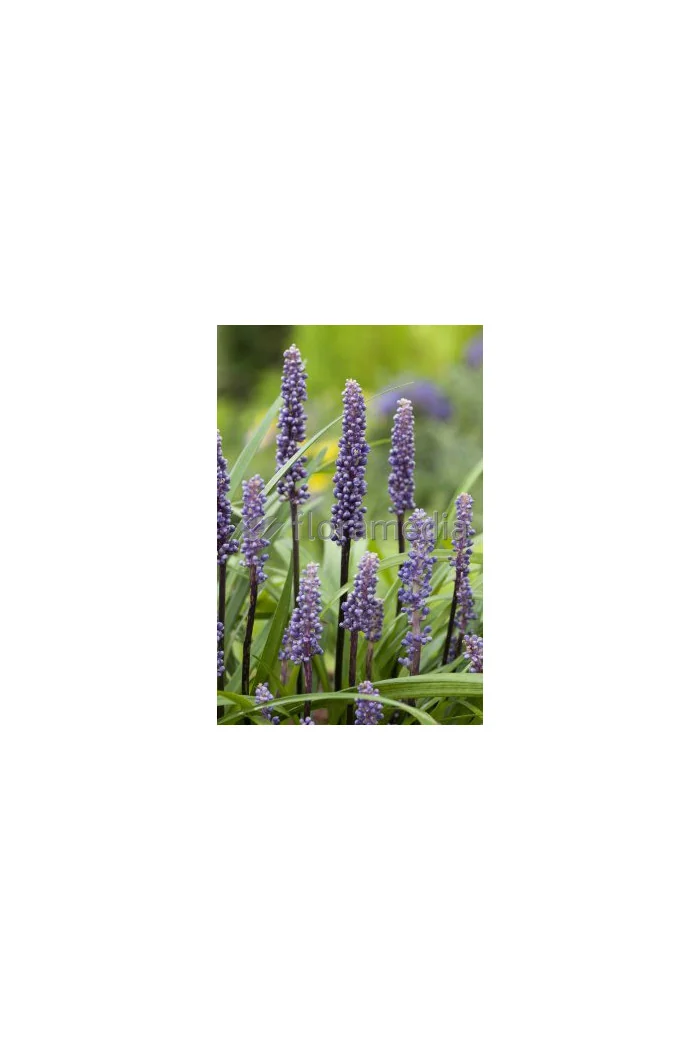 Liriope spicata | Liriope spicata