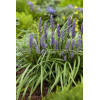 Liriope spicata | Liriope spicata