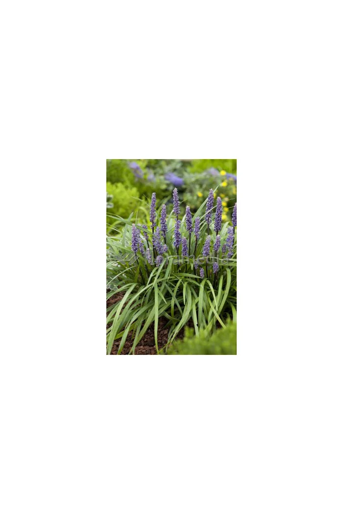 Liriope spicata | Liriope spicata