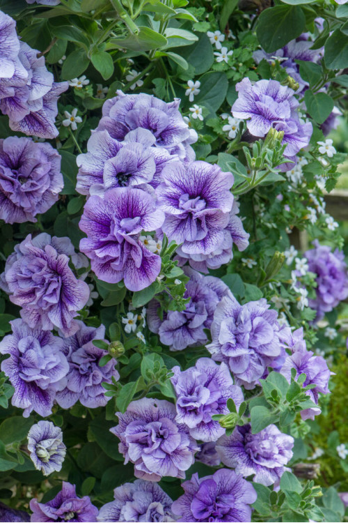 Petunia 'Tumbelina Priscilla' | Petunia x hybrida