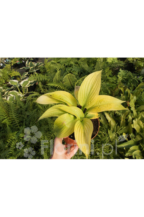 Funkia 'Golden Waffles' Hosta