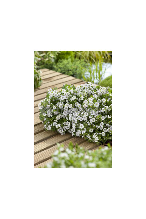 Gipsówka rogownicowata Gypsophila cerastioides