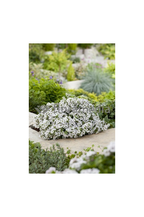 Gipsówka rogownicowata Gypsophila cerastioides