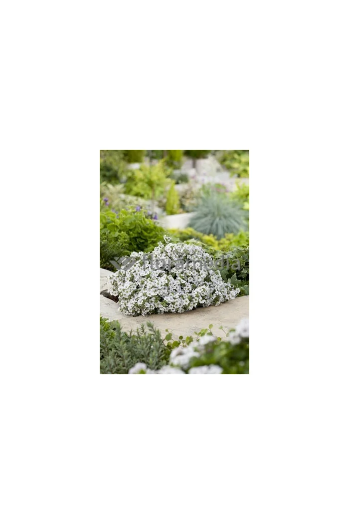 Gipsówka rogownicowata Gypsophila cerastioides