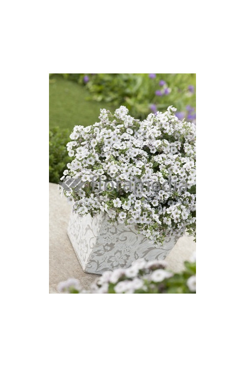 Gipsówka rogownicowata Gypsophila cerastioides