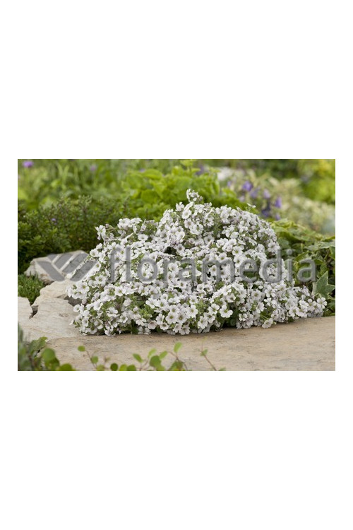 Gipsówka rogownicowata Gypsophila cerastioides