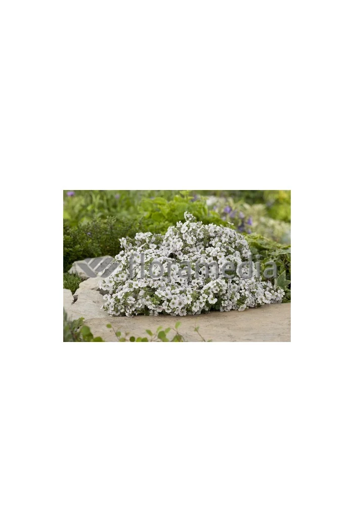 Gipsówka rogownicowata Gypsophila cerastioides