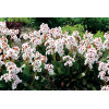 Bergenia 'Dragonfly Angel Kiss' | Bergenia