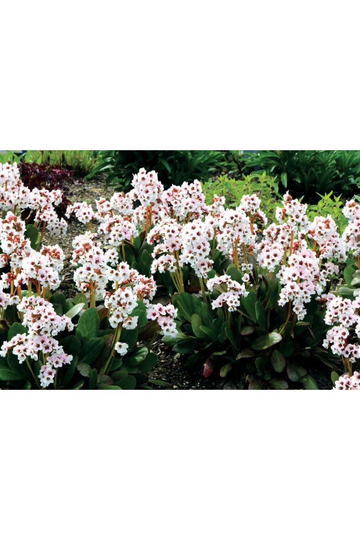 Bergenia 'Dragonfly Angel Kiss' | Bergenia