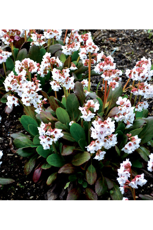 Bergenia 'Dragonfly Angel Kiss' | Bergenia