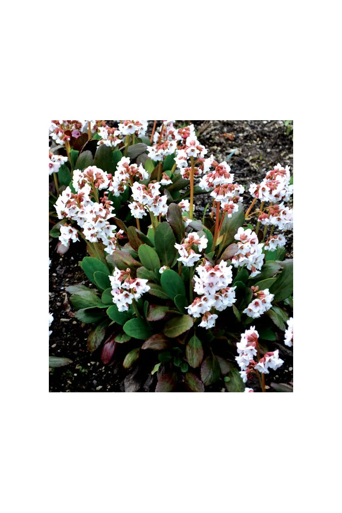 Bergenia 'Dragonfly Angel Kiss' | Bergenia