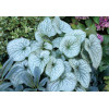 Brunnera 'Alexander's Great' | Brunnera