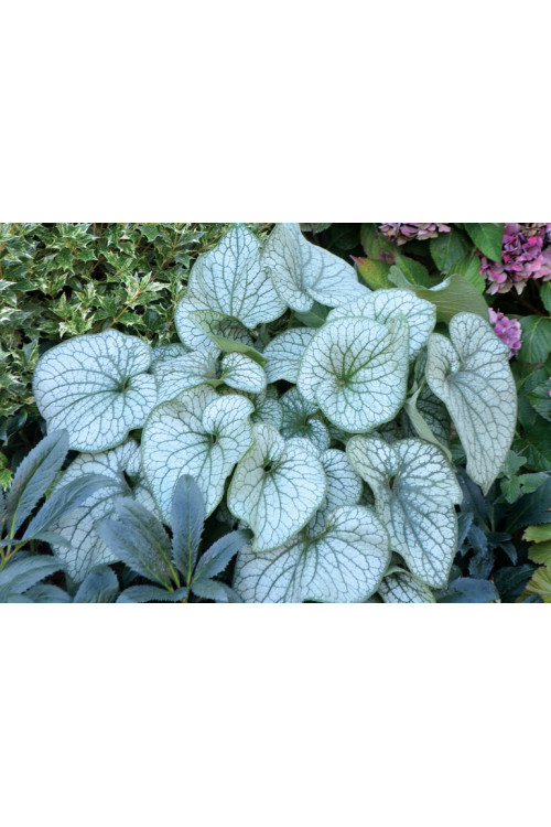 Brunnera 'Alexander's Great' | Brunnera