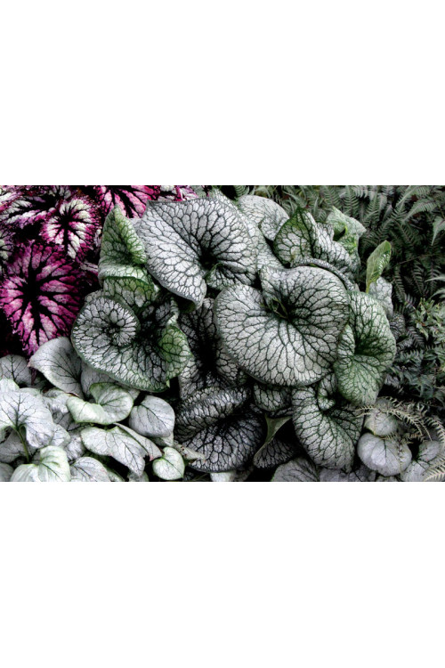 Brunnera 'Alexander's Great' | Brunnera