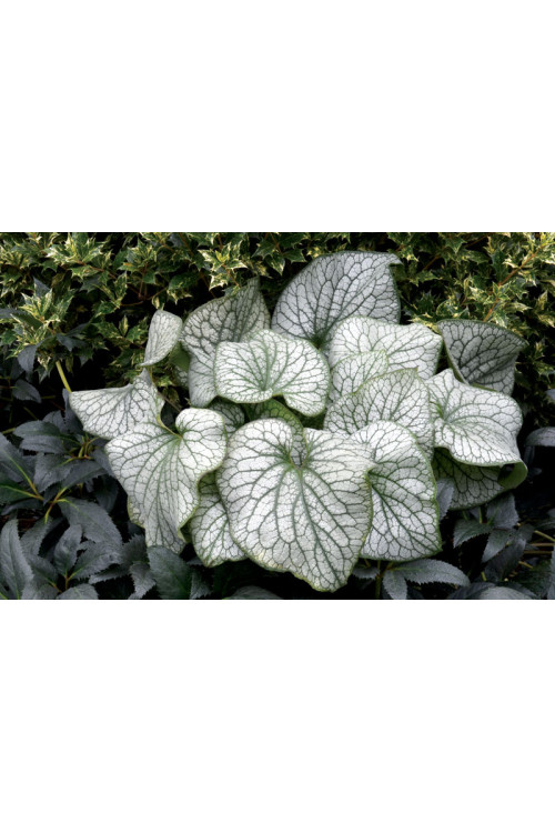 Brunnera 'Alexander's Great' | Brunnera