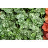 Żurawka 'Little Cutie Peppermint' Heuchera
