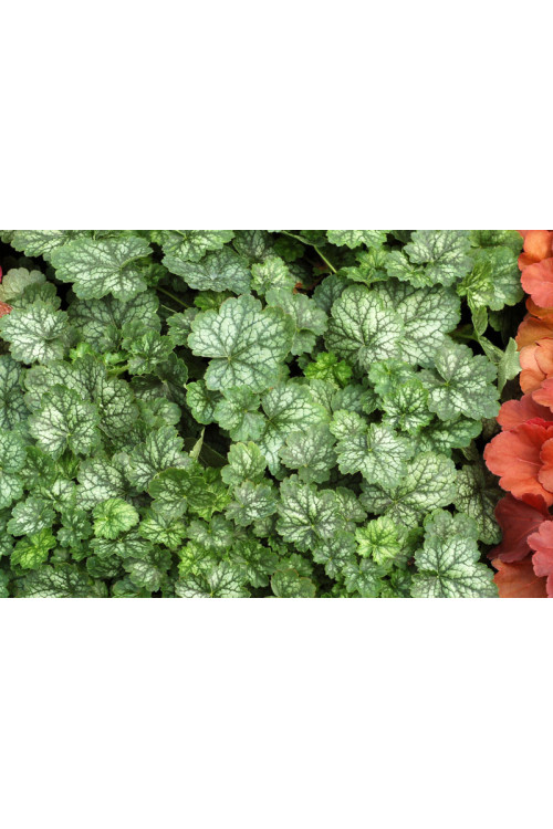 Żurawka 'Little Cutie Peppermint' Heuchera