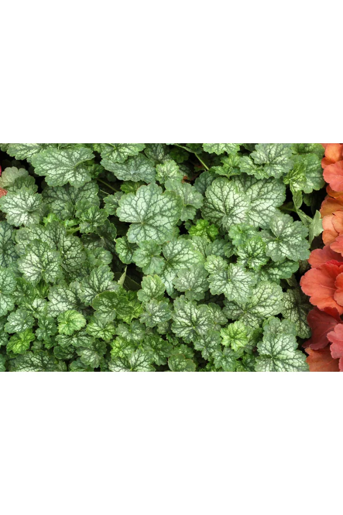 Żurawka 'Little Cutie Peppermint' Heuchera