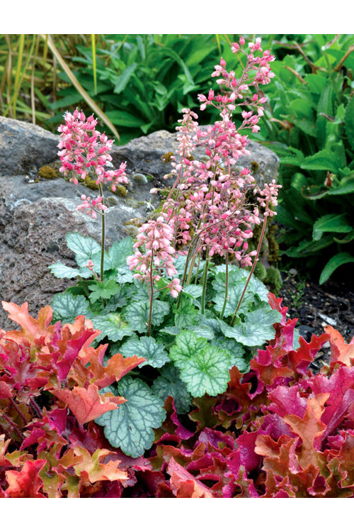 Żurawka 'Little Cutie Peppermint' Heuchera
