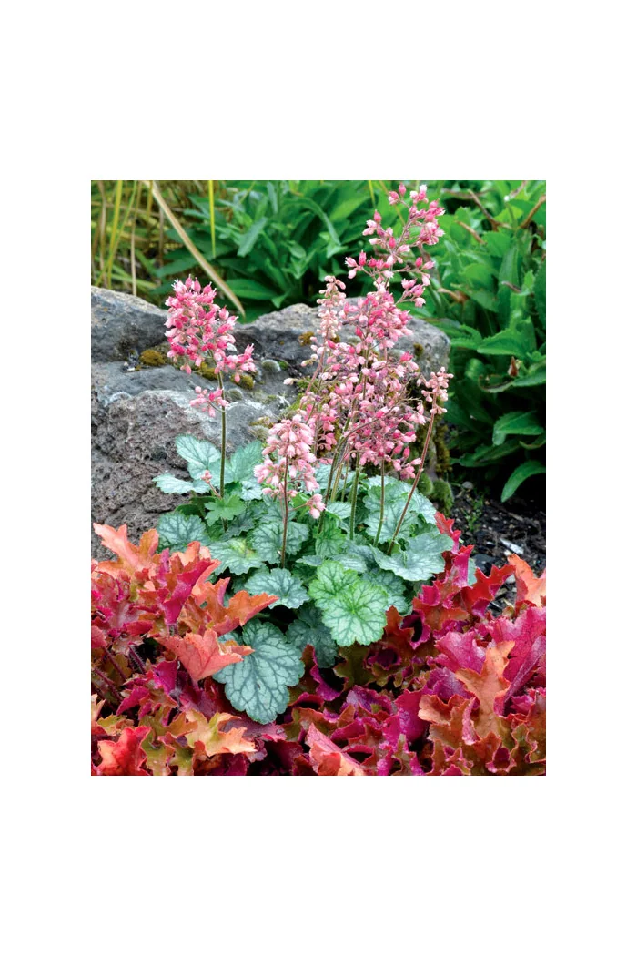 Żurawka 'Little Cutie Peppermint' Heuchera