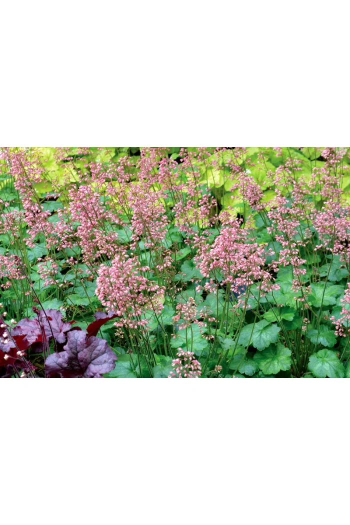 Żurawka 'Little Cutie Peppermint' Heuchera