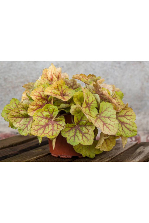 Żurawka 'World Cafe Romano' Heuchera