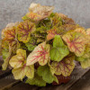 Żurawka 'World Cafe Romano' Heuchera