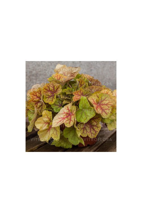 Żurawka 'World Cafe Romano' Heuchera