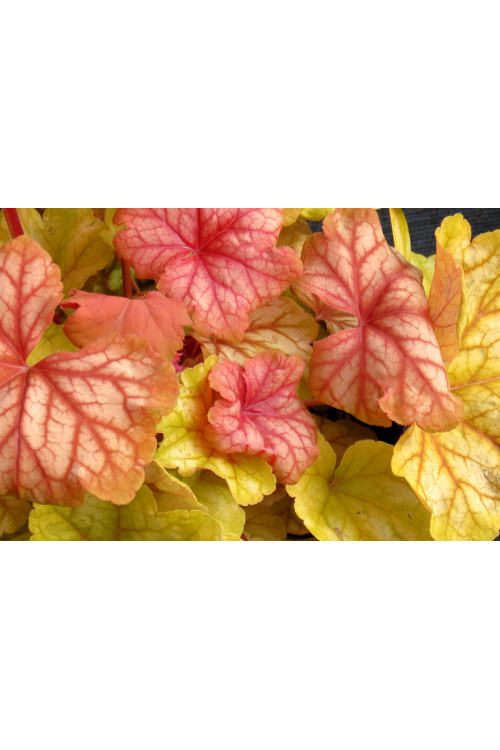 Żurawka 'Champagne' | Heuchera