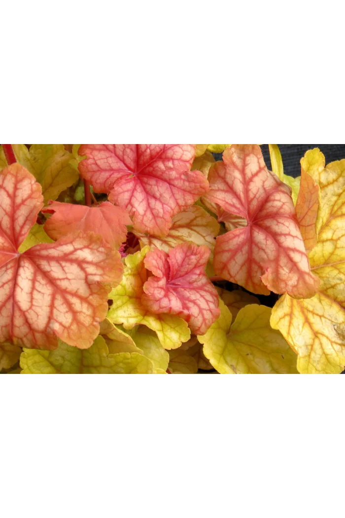 Żurawka 'Champagne' | Heuchera