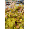 Żurawka 'Champagne' | Heuchera