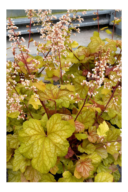 Żurawka 'Champagne' | Heuchera