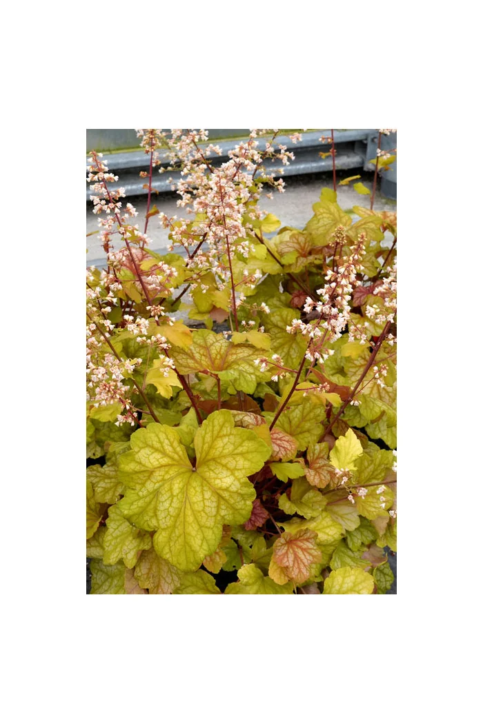 Żurawka 'Champagne' | Heuchera