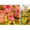 Żurawka 'Champagne' | Heuchera