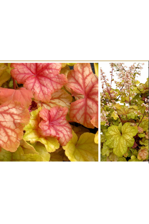 Żurawka 'Champagne' | Heuchera
