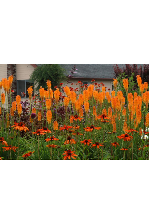 Trytoma 'Mango Popsicle' | Kniphofia
