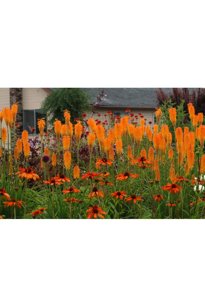 Trytoma 'Mango Popsicle' | Kniphofia