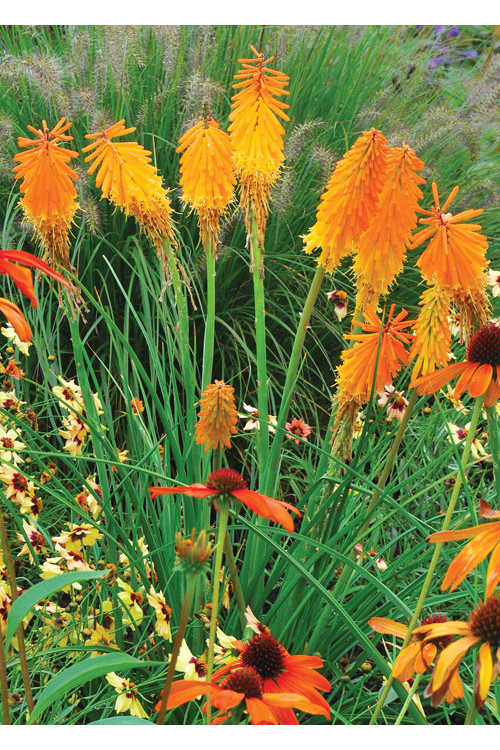 Trytoma 'Mango Popsicle' | Kniphofia