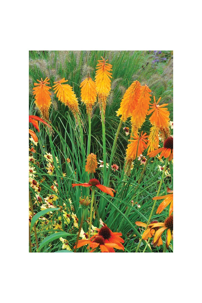 Trytoma 'Mango Popsicle' | Kniphofia