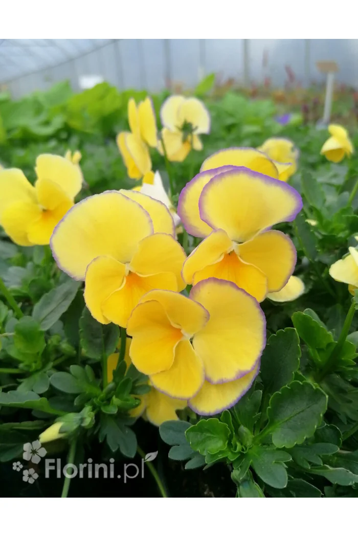 Bratek 'Etain' Viola cortuna