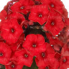 Floks wiechowaty 'Flame Red' | Phlox panniculata