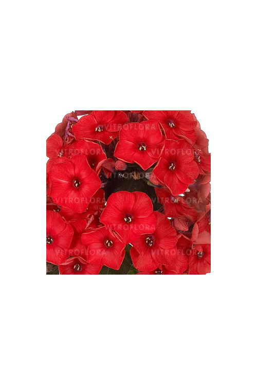 Floks wiechowaty 'Flame Red' | Phlox panniculata