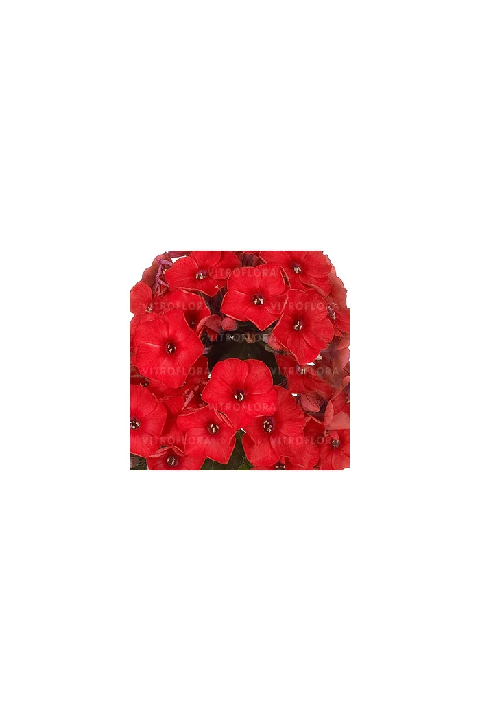 Floks wiechowaty 'Flame Red' | Phlox panniculata