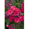 Floks wiechowaty 'Flame Red' | Phlox panniculata