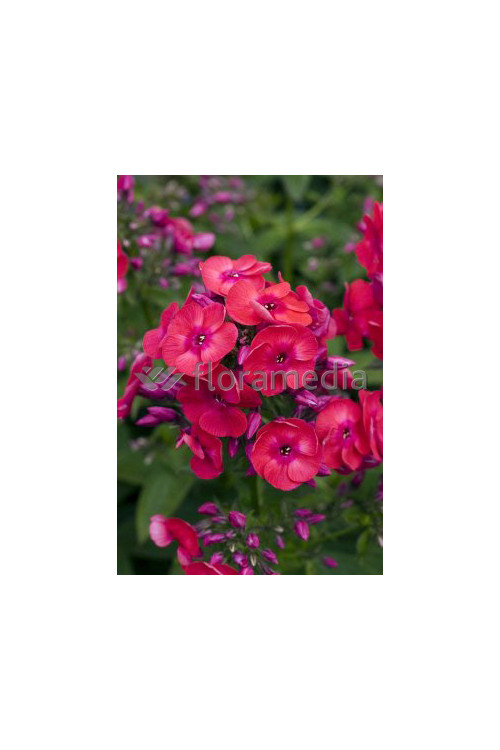 Floks wiechowaty 'Flame Red' | Phlox panniculata