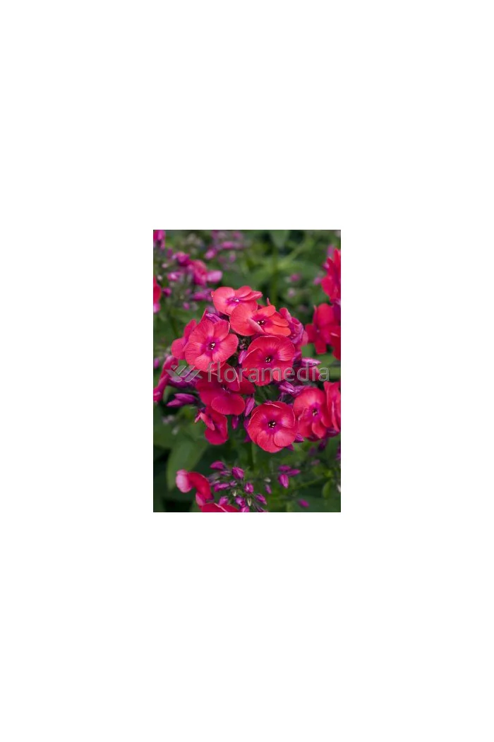 Floks wiechowaty 'Flame Red' | Phlox panniculata