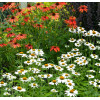 Jeżówka 'Avalanche' Echinacea