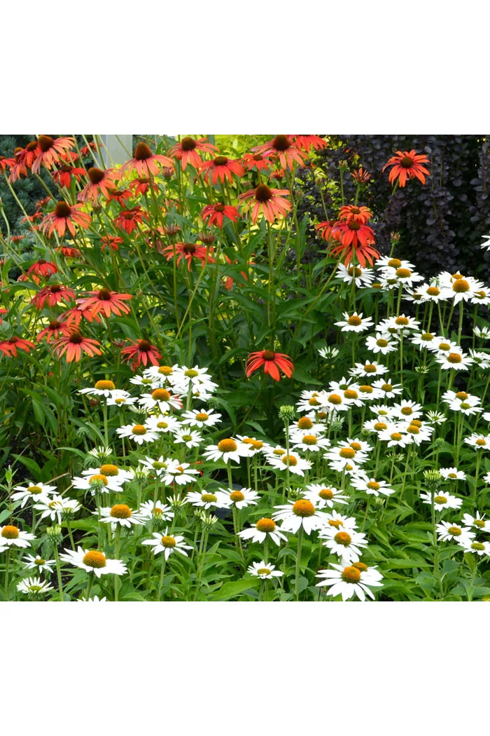 Jeżówka 'Avalanche' Echinacea